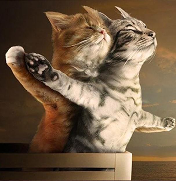 Cat Titanic Scene - Animals Paint By Number - Numeral Paints
