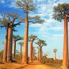 Alley Of The Baobabs Paint by numbers
