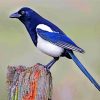Australian Magpie Paint by numbers