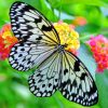 Black And White Butterfly Paint by numbers