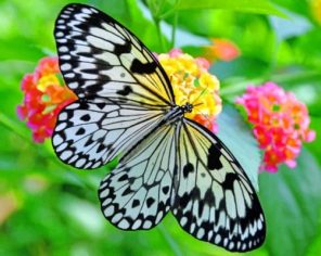 Black And White Butterfly Paint by numbers