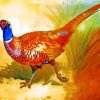 Cock Pheasant Paint by numbers
