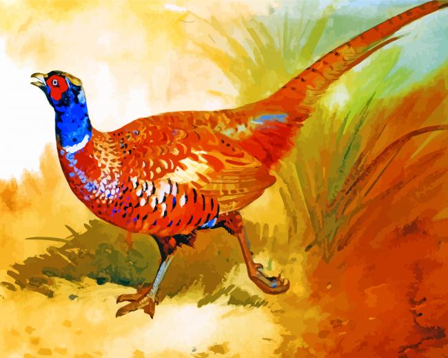 Cock Pheasant Paint by numbers