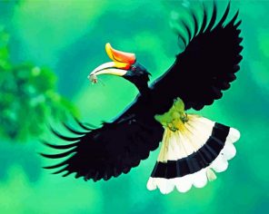 Flying Great Hornbill Paint by numbers