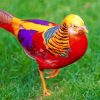 Golden Pheasant Paint by numbers