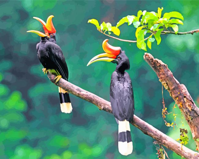Hornbill Birds Paint by numbers