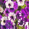 White And Purple Petunia Paint by numbers
