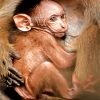 adorable-baby-macaque-paint-by-numbers