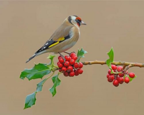 Aesthetic Bullfinch Bird Paint by numbers