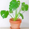 aesthetic-philodendron-paint-by-number