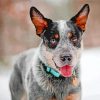 blue-heeler-dog-breed-paint-by-numbers