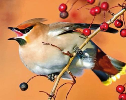 Bullfinch Little Bird paint by numbers