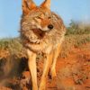 Wild Coyote Paint by numbers