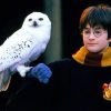 Harry Potter and Owl Paint by numbers