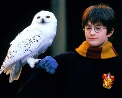 Harry Potter and Owl Paint by numbers