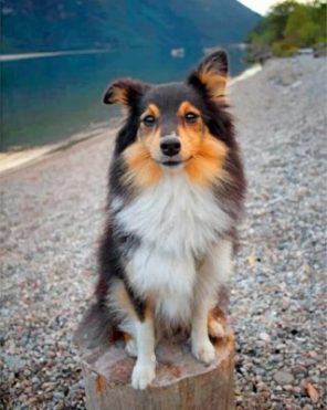 Cute Sheltie Paint by numbers
