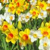 White And Yellow Daffodils paint by numbers