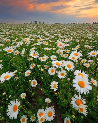 Daisy Field Paint by numbers