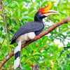 Great Pied Hornbill Bird Paint by numbers