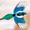 Magpie Bird Flying Paint by numbers