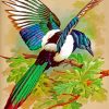 Magpie Bird Paint by numbers