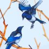 magpie birds Paint by numbers