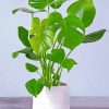 philodendron-paint-by-numbers