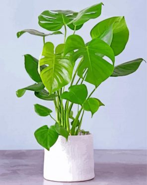 philodendron-paint-by-numbers