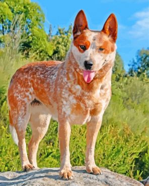 red-heeler-paint-by-numbers