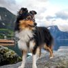 Sheltie Dog Animal Paint by numbers