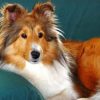 Sheltie Dog paint by numbers
