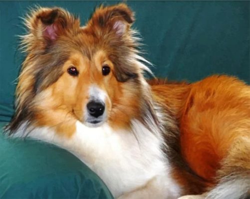 Sheltie Dog paint by numbers