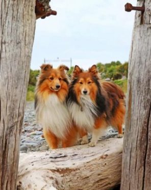 Shelties Dogs Paint by numbers