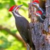woodpeckers-paint-by-numbers