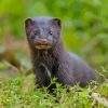 American Mink In Nature Paint By Numbers