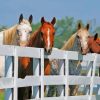 Beautiful Horses By Fence Paint By Numbers