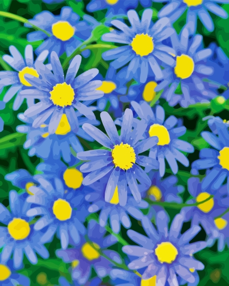 Blue Daisies Flowers Paint By Numbers