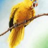 Golden Conure Paint By Numbers