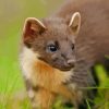 Pine Marten Paint By Numbers