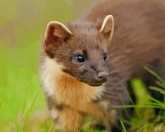 Pine Marten Paint By Numbers