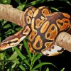 The Ball Python Snake Paint By Numbers