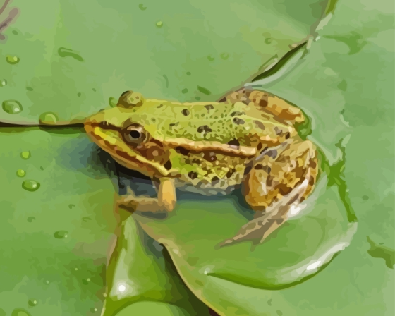 Water Frog On Lily Pad Paint By Numbers