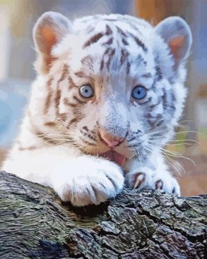 White Sweet Baby Face Tiger Paint By Numbers