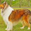 Aesthetic Sable Rough Collie Paint By Numbers