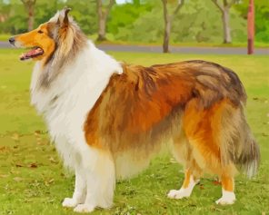 Aesthetic Sable Rough Collie Paint By Numbers