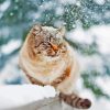 Cute Winter Cat Paint By Numbers
