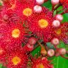 Red Snow Gum Flowers Paint By Numbers